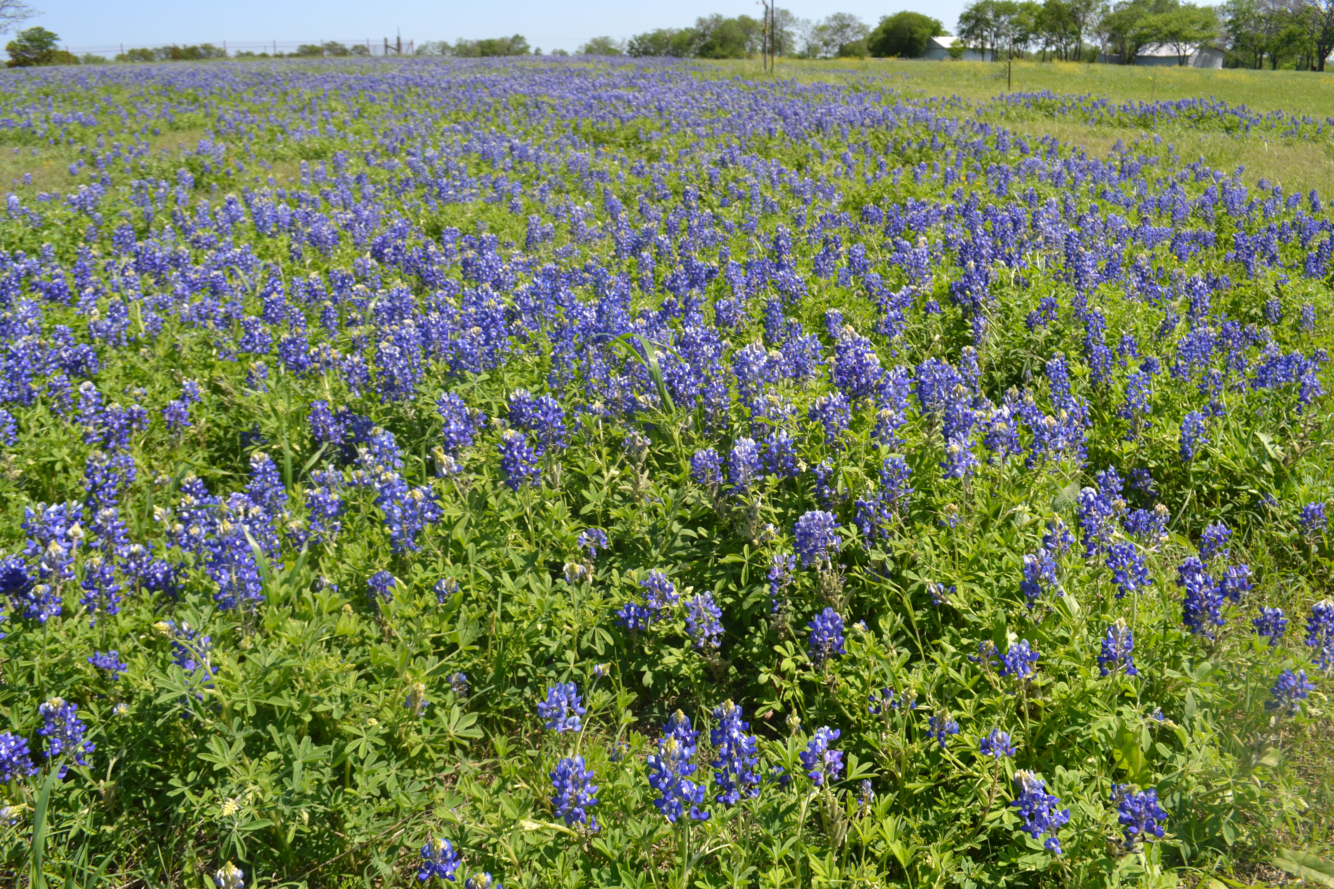 Ennis Trails