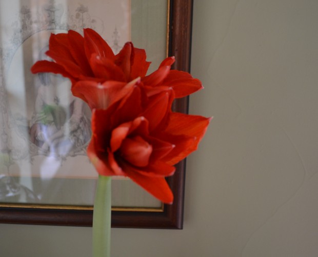 amaryllis