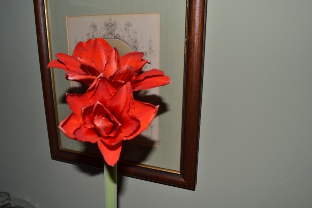 amaryllis