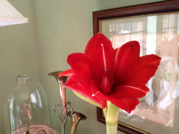 amaryllis