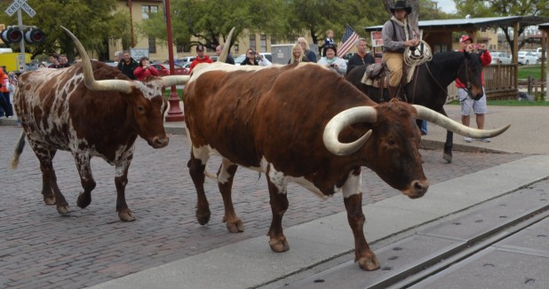 Fort Worth Herd Longhorn Cattle Drive Fort Worth Stockyards 9255