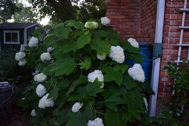 hydrangeas