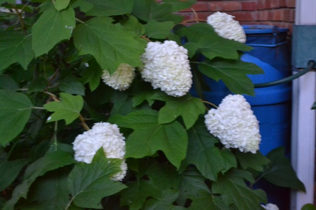 hydrangeas