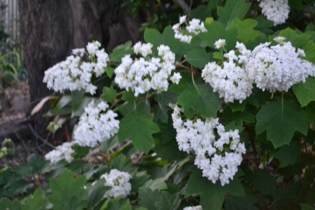 hydrangeas