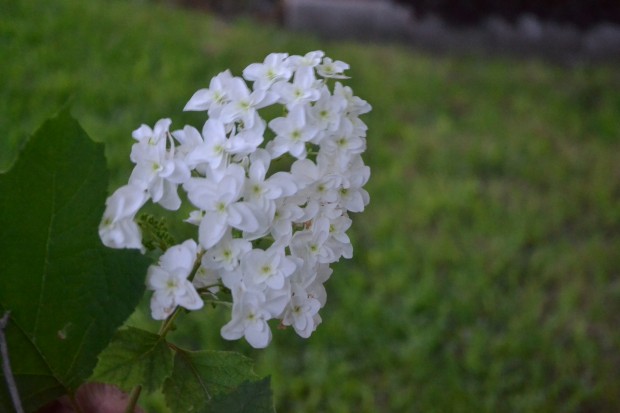 hydrangeas 